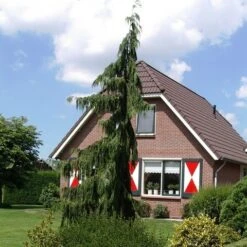 Cypres (Chamaecyparis Nootkatensis 'Pendula') -Aanbiedingen Groene Hekken Winkel chamaecyparis nootk. pendula