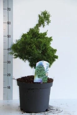 Dwergcypres (Chamaecyparis Obtusa 'Nana Gracilis') 10 Dwergcypres (Chamaecyparis Obtusa 'Nana Gracilis') -Aanbiedingen Groene Hekken Winkel chamaecyparis o nana gracilis 30 35 cm co. 7.5l v