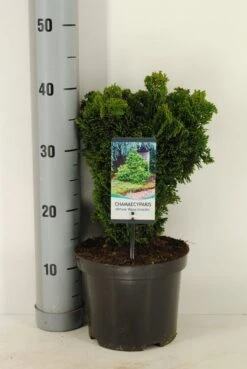 Dwergcypres (Chamaecyparis Obtusa 'Nana Gracilis') 13 Dwergcypres (Chamaecyparis Obtusa 'Nana Gracilis') -Aanbiedingen Groene Hekken Winkel chamaecyparis obt. nana gracilis c3 m