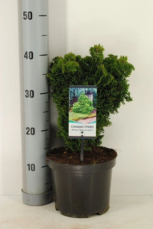 Dwergcypres (Chamaecyparis Obtusa 'Nana Gracilis') 8 Dwergcypres (Chamaecyparis Obtusa 'Nana Gracilis') - Afbeelding 6