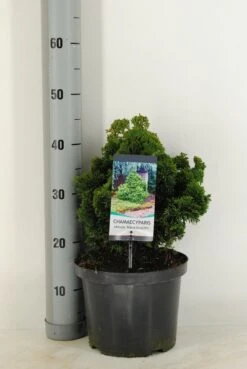 Dwergcypres (Chamaecyparis Obtusa 'Nana Gracilis') 12 Dwergcypres (Chamaecyparis Obtusa 'Nana Gracilis') -Aanbiedingen Groene Hekken Winkel chamaecyparis obt. nana gracilis c5 m