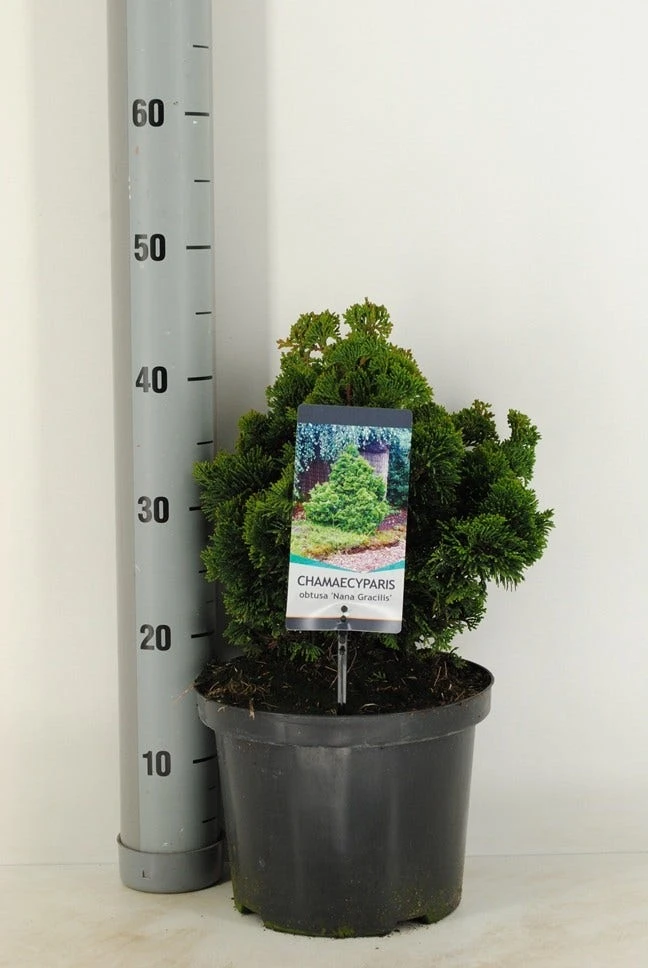 Dwergcypres (Chamaecyparis Obtusa 'Nana Gracilis') 7 Dwergcypres (Chamaecyparis Obtusa 'Nana Gracilis') - Afbeelding 5
