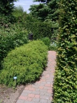 Cypres (Chamaecyparis Pisifera 'Filifera Nana') -Aanbiedingen Groene Hekken Winkel chamaecyparis pis. filifera nana
