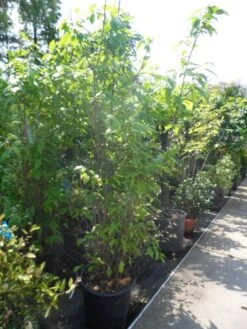 Winterzoet (Chimonanthus Praecox) 10 Winterzoet (Chimonanthus Praecox) -Aanbiedingen Groene Hekken Winkel chimonanthus praecox 175 200 250 c50