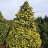 Cypres (Chamaecyparis Lawsoniana 'Golden Wonder')