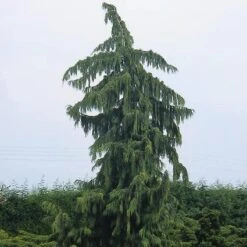 Cypres (Chamaecyparis Nootkatensis 'Pendula') -Aanbiedingen Groene Hekken Winkel chnpendu 4