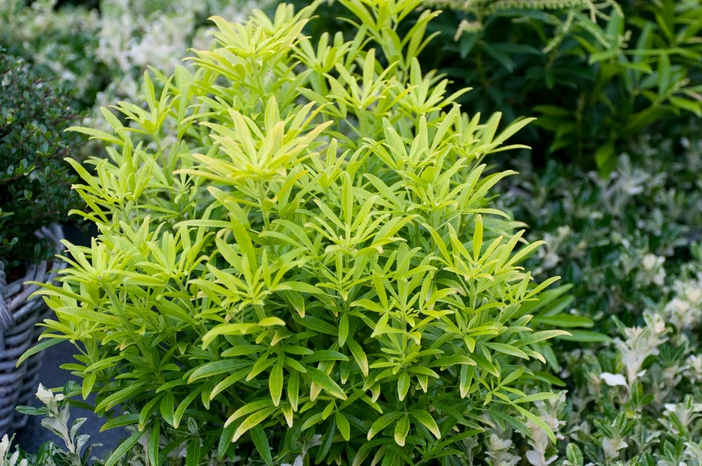 Choisya (Choisya 'Aztec Gold') 3 Choisya (Choisya 'Aztec Gold')