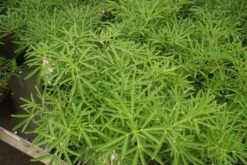 Nieuwe uitgaven -Aanbiedingen Groene Hekken Winkel choisya aztec pearl 1