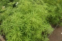 Choisya (Choisya 'Aztec Pearl') -Aanbiedingen Groene Hekken Winkel choisya aztec pearl 2