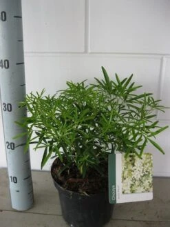 Choisya (Choisya 'Aztec Pearl') -Aanbiedingen Groene Hekken Winkel choisya aztec pearl c3 september