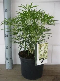 Choisya (Choisya 'Aztec Pearl') -Aanbiedingen Groene Hekken Winkel choisya aztec pearl c5 10 08 2018