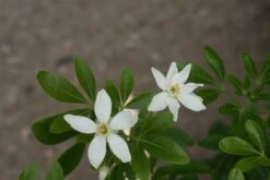 Choisya (Choisya Ternata) -Aanbiedingen Groene Hekken Winkel choisya ternata 1
