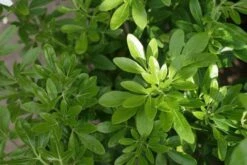 Choisya (Choisya Ternata) -Aanbiedingen Groene Hekken Winkel choisya ternata 2