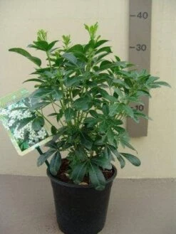 Choisya (Choisya Ternata) -Aanbiedingen Groene Hekken Winkel choisya ternata c2.5 1