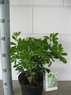 Choisya (Choisya Ternata) -Aanbiedingen Groene Hekken Winkel choisya ternata c3 september