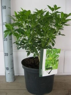 Choisya (Choisya Ternata) -Aanbiedingen Groene Hekken Winkel choisya ternata c5 10 8 2018