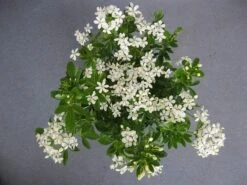 Choisya (Choisya Ternata) -Aanbiedingen Groene Hekken Winkel choisya ternata c5 april 2