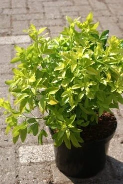 Choisya (Choisya Ternata 'Sundance') -Aanbiedingen Groene Hekken Winkel choisya ternata sundance 1