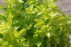 Choisya (Choisya Ternata 'Sundance') -Aanbiedingen Groene Hekken Winkel choisya ternata sundance 3