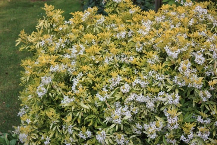 Choisya (Choisya Ternata 'Goldfingers'®) 4 Choisya (Choisya Ternata 'Goldfingers'®) - Afbeelding 2