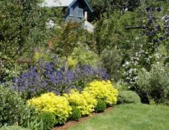 Choisya (Choisya Ternata 'Goldfingers'®) 9 Choisya (Choisya Ternata 'Goldfingers'®) -Aanbiedingen Groene Hekken Winkel chtgoldf choisya goldfingers garden