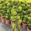 Cipres Als Bonsai (Cupressus Macrocarpa 'Aurea')