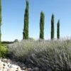 Italiaanse Cypres (Cupressus Sempervirens 'Stricta') -Aanbiedingen Groene Hekken Winkel cipreslavendelitaliaanseborderv01