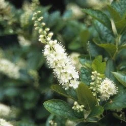 Schijnels (Clethra Alnifolia) -Aanbiedingen Groene Hekken Winkel clalnifo 15 3