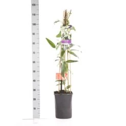 Bosrank, Groenblijvend (Clematis Armandii 'Apple Blossom') -Aanbiedingen Groene Hekken Winkel clematis apelblossom 1.00 1.25