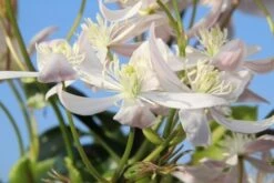 Bosrank, Groenblijvend (Clematis Armandii 'Apple Blossom') -Aanbiedingen Groene Hekken Winkel clematis armandii apple blossom 1