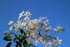Bosrank, Groenblijvend (Clematis Armandii 'Apple Blossom') -Aanbiedingen Groene Hekken Winkel clematis armandii apple blossom 4