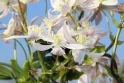 Bosrank, Groenblijvend (Clematis Armandii 'Apple Blossom') -Aanbiedingen Groene Hekken Winkel clematis armandii apple blossom 5