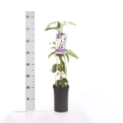 Bosrank, Groenblijvend (Clematis Armandii 'Apple Blossom') -Aanbiedingen Groene Hekken Winkel clematis armandii apple blossom