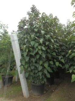 Pindakaasboom (Clerodendrum Trichotomum Fargesii) -Aanbiedingen Groene Hekken Winkel clerodendrum trich. purple blaze11 1