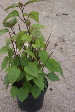 Pindakaasboom (Clerodendrum Bungei) -Aanbiedingen Groene Hekken Winkel clerodendrum bungei 1