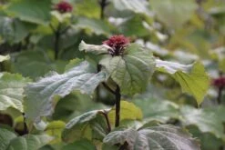Pindakaasboom (Clerodendrum Bungei) -Aanbiedingen Groene Hekken Winkel clerodendrum bungei 1 1