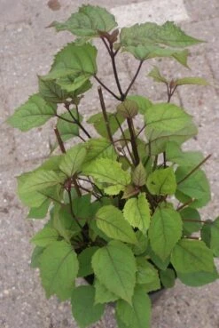 Pindakaasboom (Clerodendrum Bungei) -Aanbiedingen Groene Hekken Winkel clerodendrum bungei 2