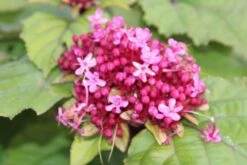 Pindakaasboom (Clerodendrum Bungei) -Aanbiedingen Groene Hekken Winkel clerodendrum bungei 2 1