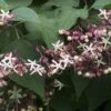 Pindakaasboom (Clerodendrum Trichotomum) 1 Pindakaasboom (Clerodendrum Trichotomum) -Aanbiedingen Groene Hekken Winkel clerodendrum trichotomum02