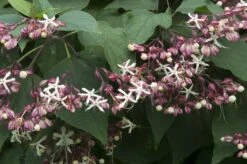 Pindakaasboom (Clerodendrum Trichotomum)
