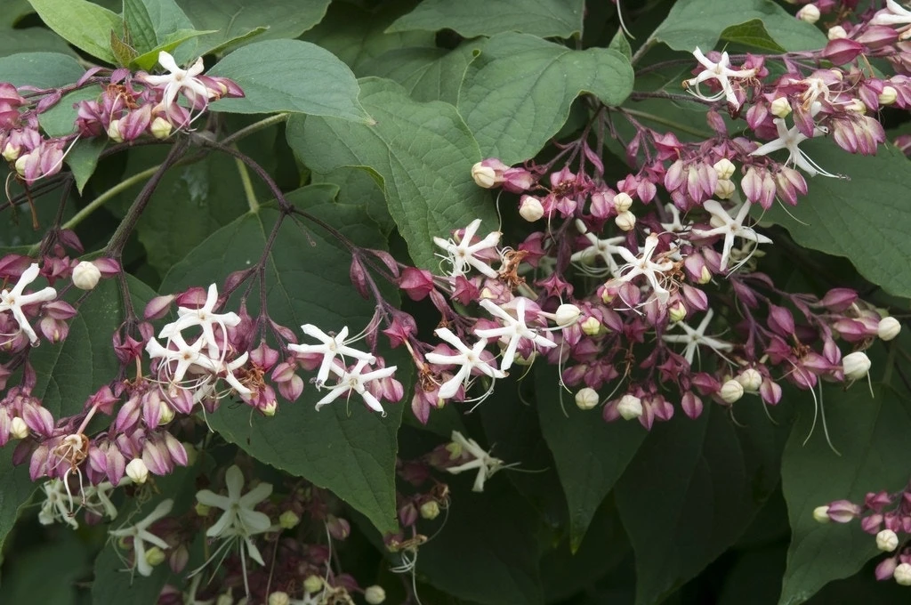 Pindakaasboom (Clerodendrum Trichotomum) 3 Pindakaasboom (Clerodendrum Trichotomum)