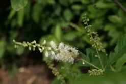 Schijnels (Clethra Alnifolia) -Aanbiedingen Groene Hekken Winkel clethra alnifolia 1