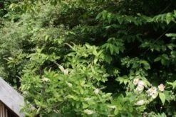 Schijnels (Clethra Alnifolia) -Aanbiedingen Groene Hekken Winkel clethra alnifolia 2