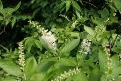 Schijnels (Clethra Alnifolia) -Aanbiedingen Groene Hekken Winkel clethra alnifolia 3