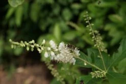 Schijnels (Clethra Alnifolia) -Aanbiedingen Groene Hekken Winkel clethra alnifolia 4
