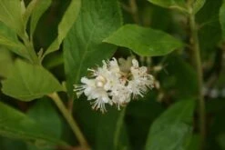 Schijnels (Clethra Alnifolia) -Aanbiedingen Groene Hekken Winkel clethra alnifolia 5