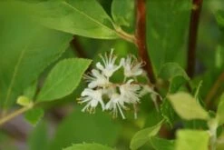 Schijnels (Clethra Alnifolia) -Aanbiedingen Groene Hekken Winkel clethra alnifolia 7