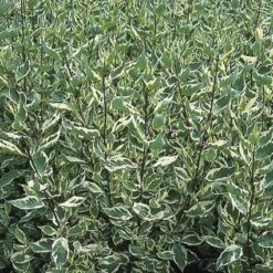 Bonte Kornoelje (Cornus Alba 'Elegantissima') -Aanbiedingen Groene Hekken Winkel coaelega 3