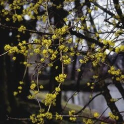 Gele Kornoelje (Cornus Mas) 8 Gele Kornoelje (Cornus Mas) -Aanbiedingen Groene Hekken Winkel comas 10 1