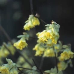 Schijnhazelaar (Corylopsis Pauciflora) -Aanbiedingen Groene Hekken Winkel copaucif 4
